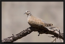 zomertortel _MG_0447